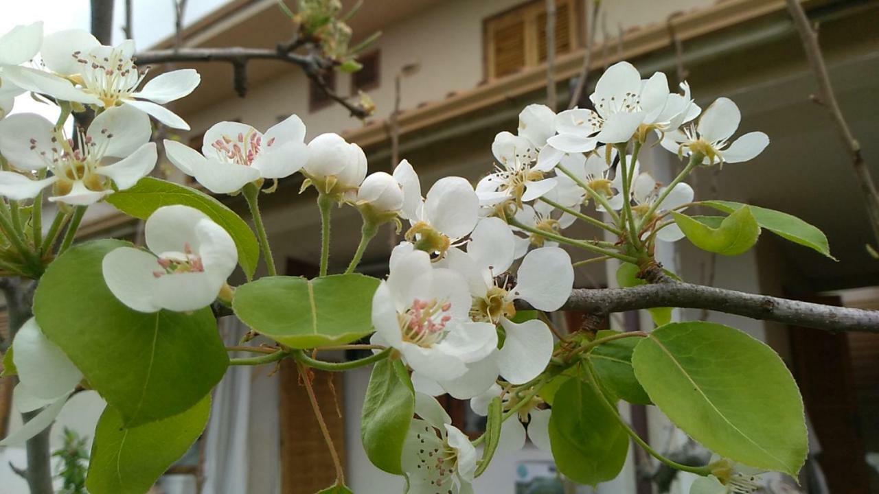 Ifioridisicilia Bed and Breakfast Campofelice Di Roccella Buitenkant foto